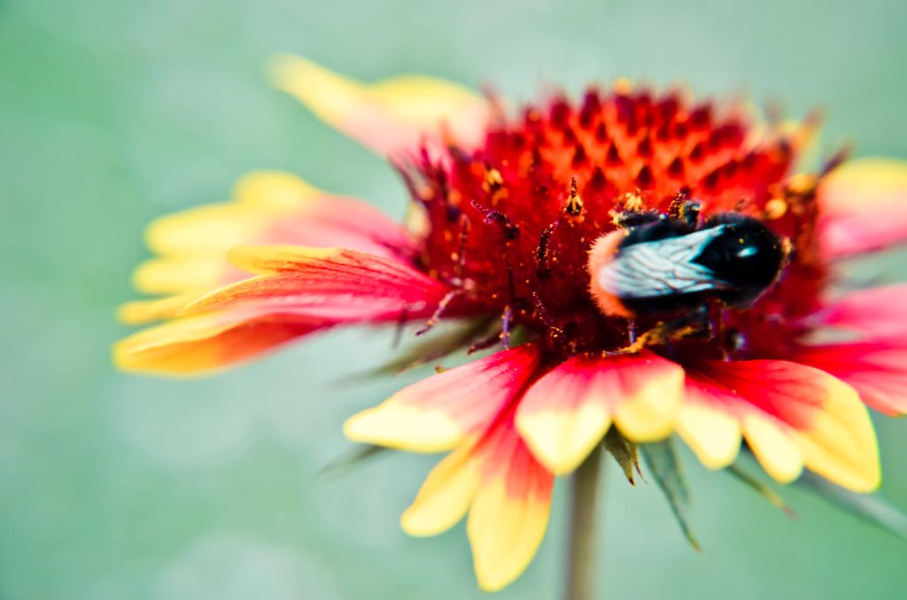 home-treatment-for-bee-sting-works-like-magic